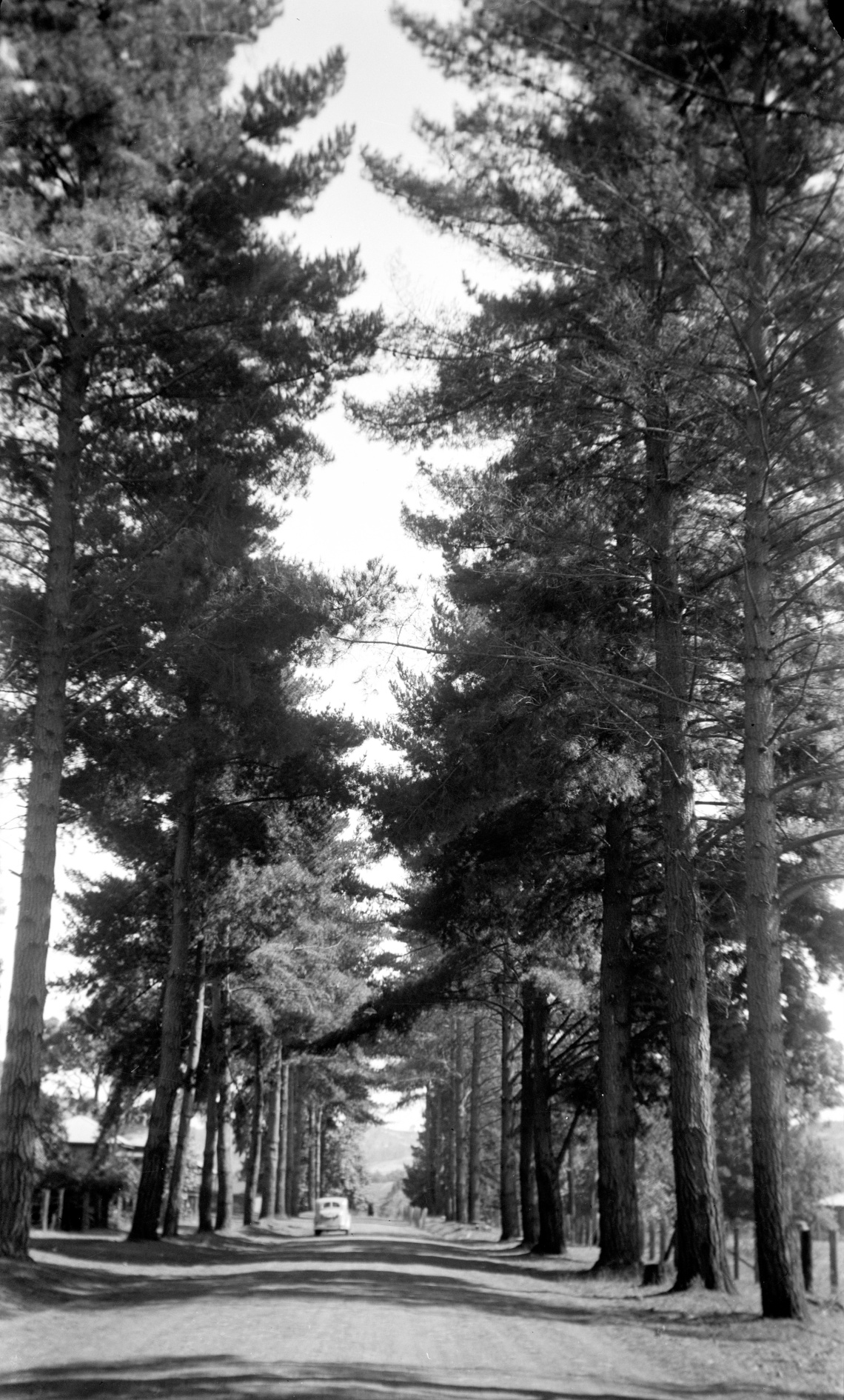 Avenue of pine trees at Balingup Easter 1939