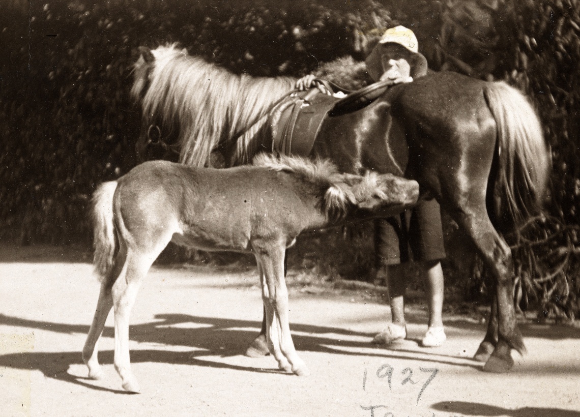 The pony Grace with her foal January 1927