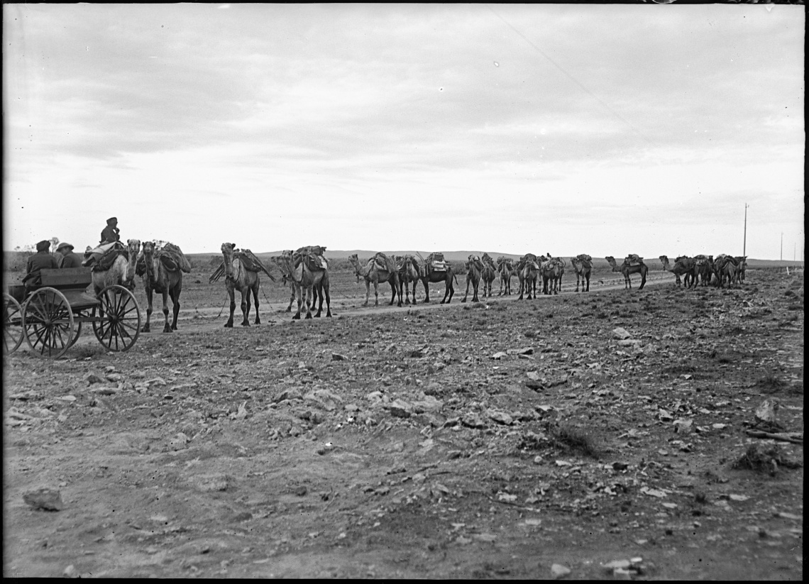 Camel team loaded with goods c1905