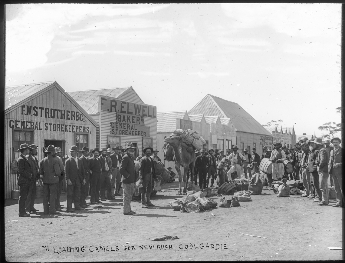 Loading camels for new rush Coolgardie Mines Department 1894