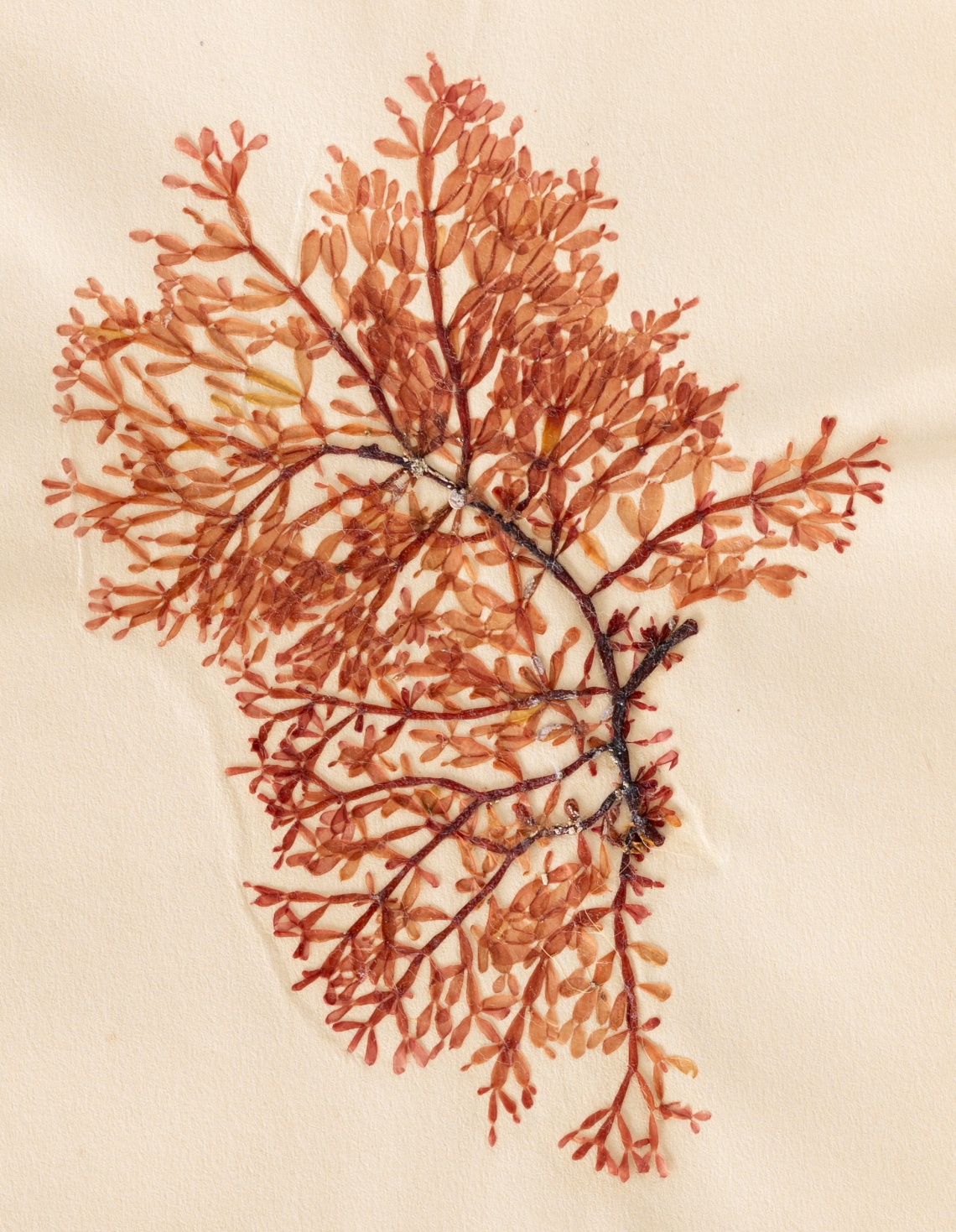 Seaweed dried on a page
