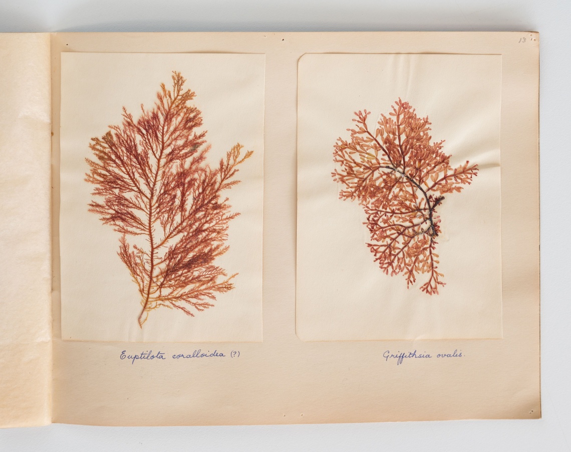Beautiful seaweed preserved in a scrapbook