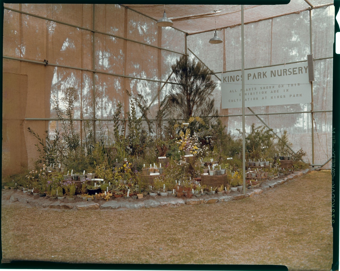  The first Kings Park Wildflower Exhibition 13 September 1964