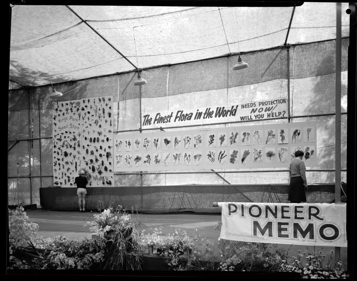 The first Kings Park Wildflower Exhibition 13 Sept 1964