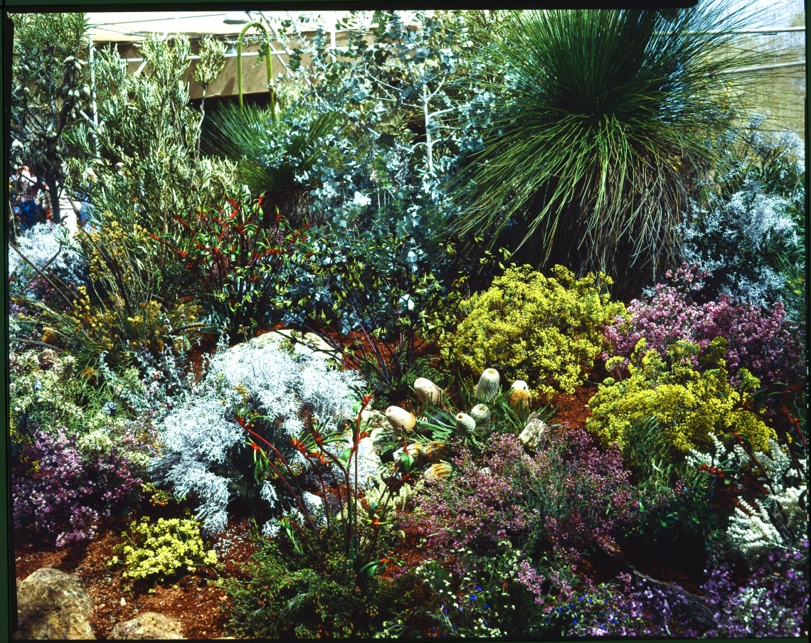 Wild flower exhibition Kings Park ca 1962