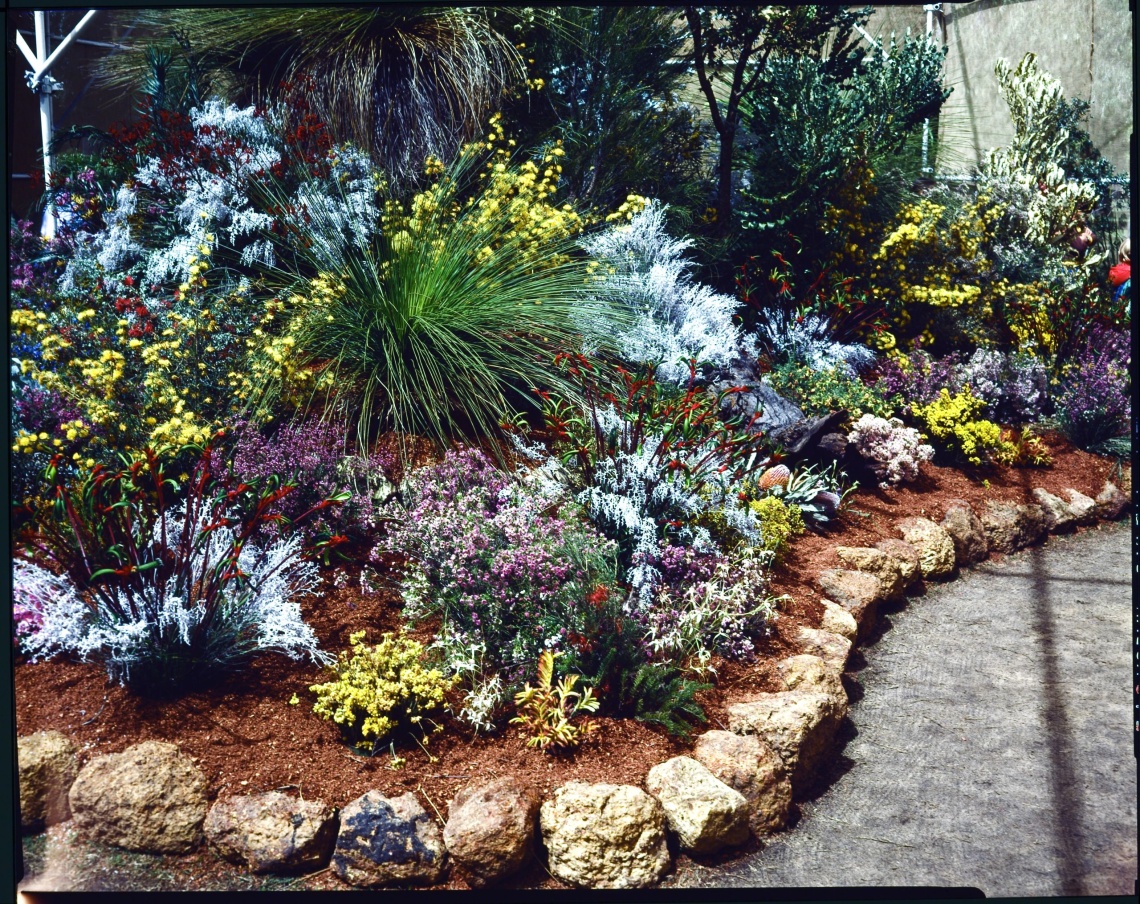 Wild flower exhibition Kings Park ca 1962