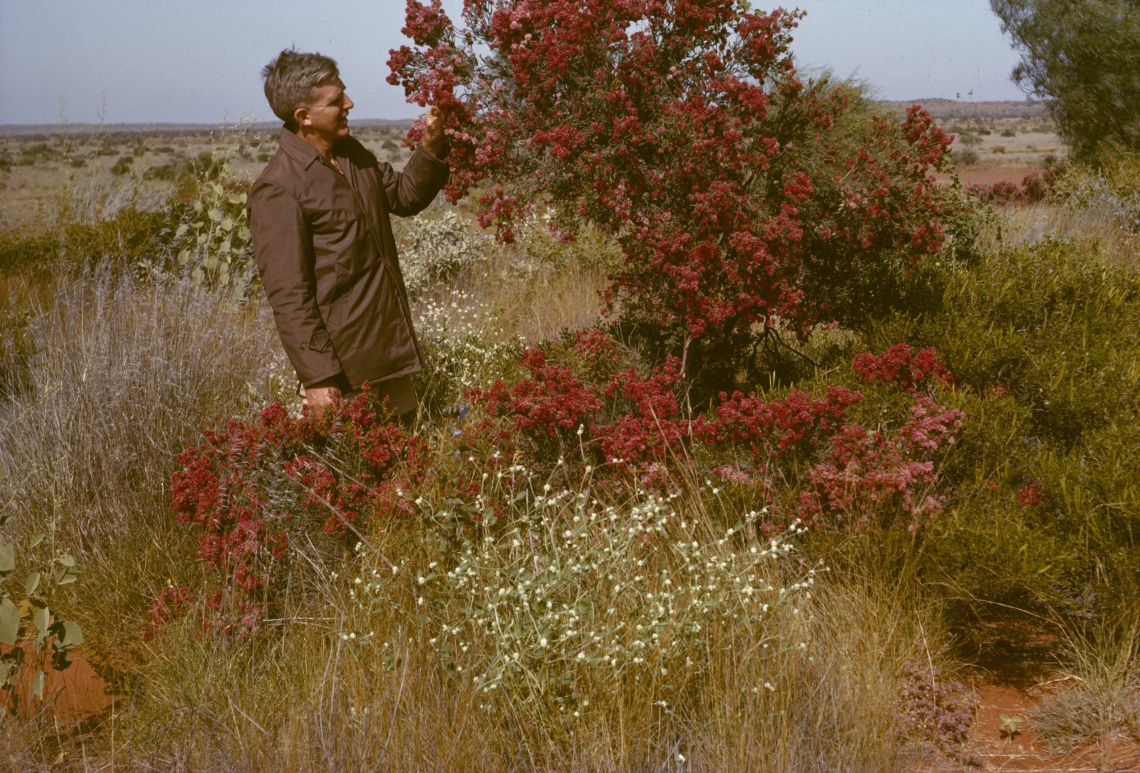 John Beard with Verticordia forrestii near Ashburton River Western Australia ca 1965-1984
