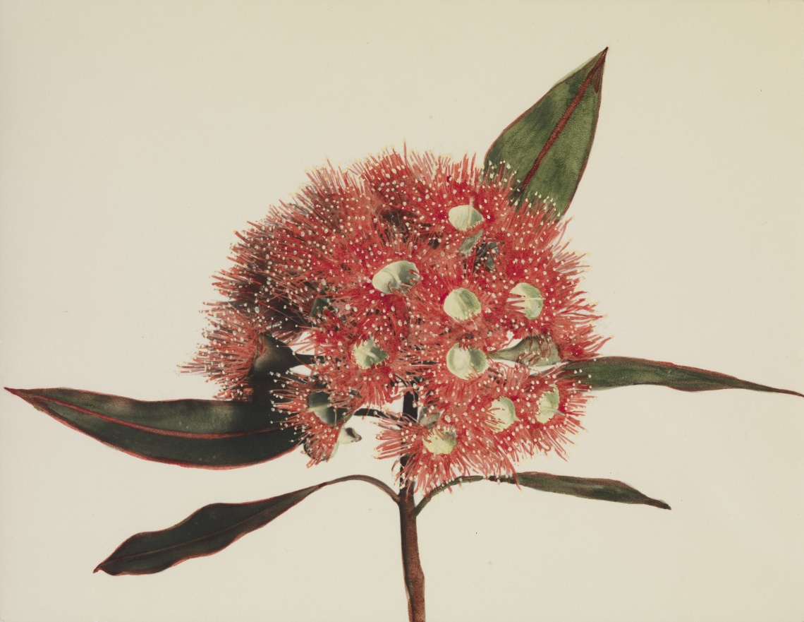 Colrymbia ficifolia 165 single flower head hand coloured bright colouring Wright H M F Hilda Margaret Fendick 1903-1990 
