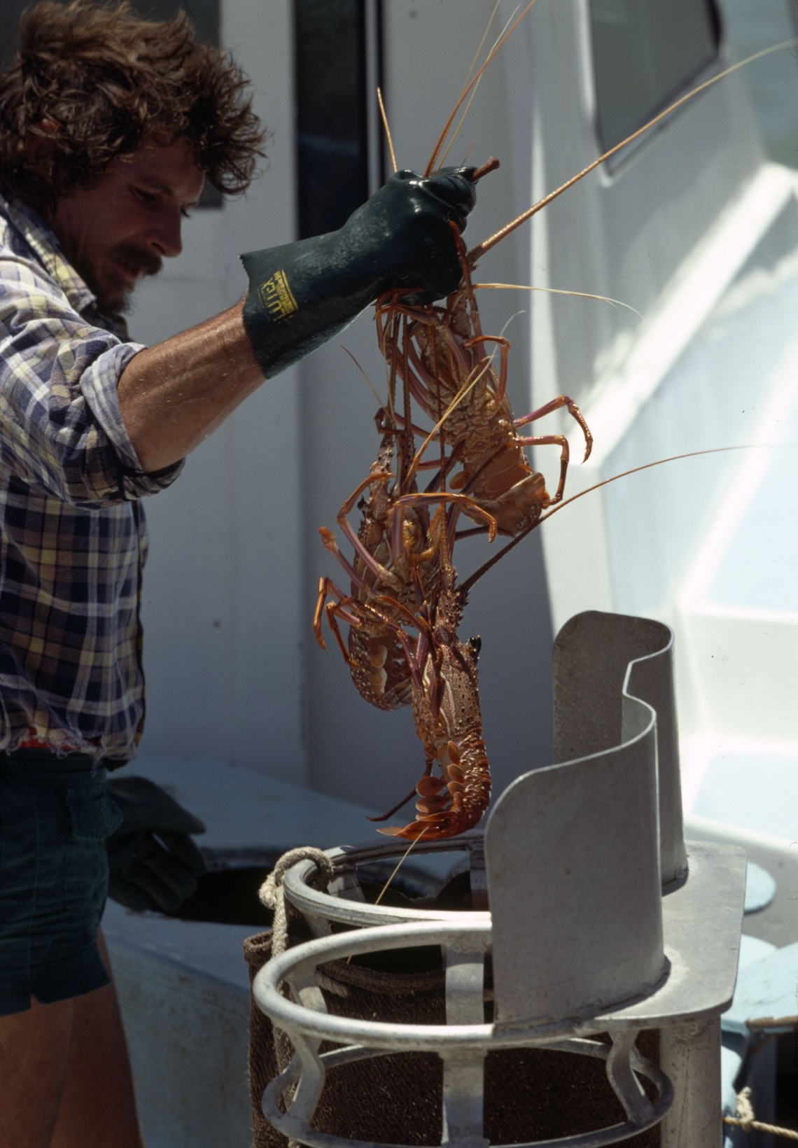A man holds 3 crayfish lowering them into a bin of sorts