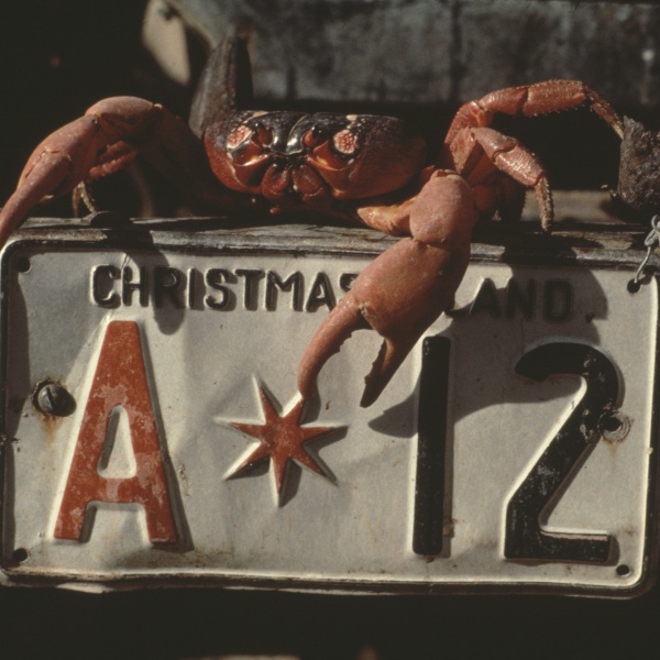 red crab on edge of ledge that has a license plate on it License plate reads Christmas Island A 12