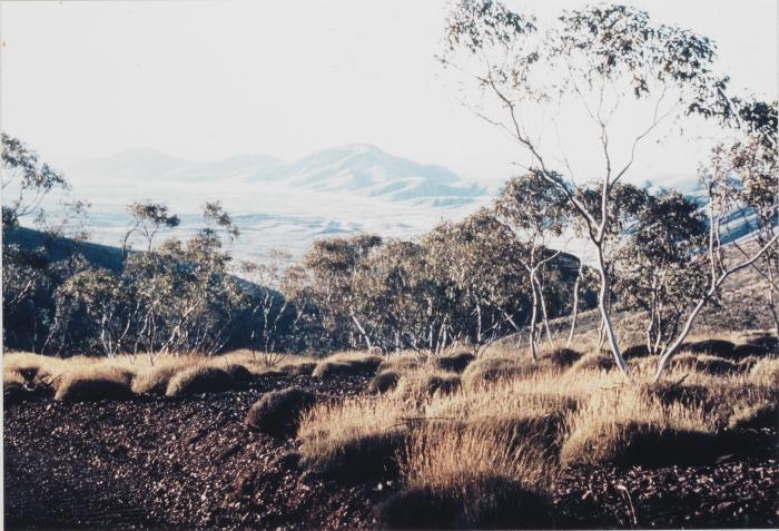 BA2817479 Tom Price gums and spinifex November 1967