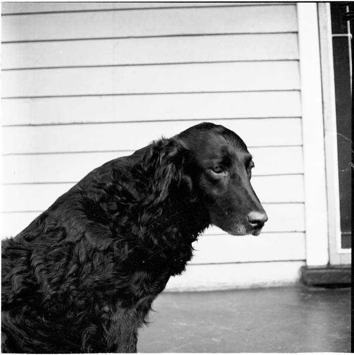 Guide dog Corrie ca 1960