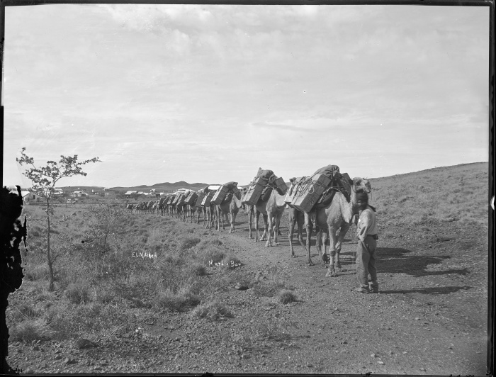 Camel team leaving Marble Bar for Nullagine 1911