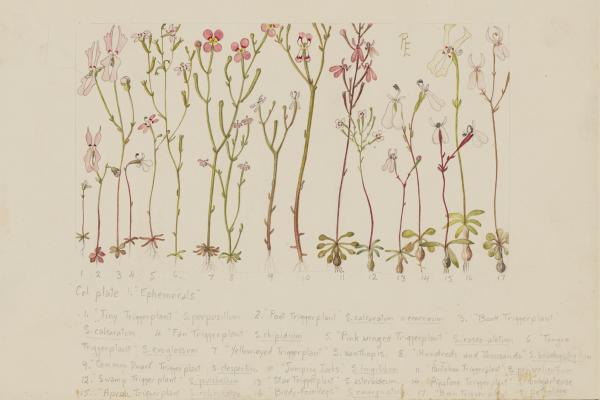 Original sketch by Rica Erickson for the book Triggerplants