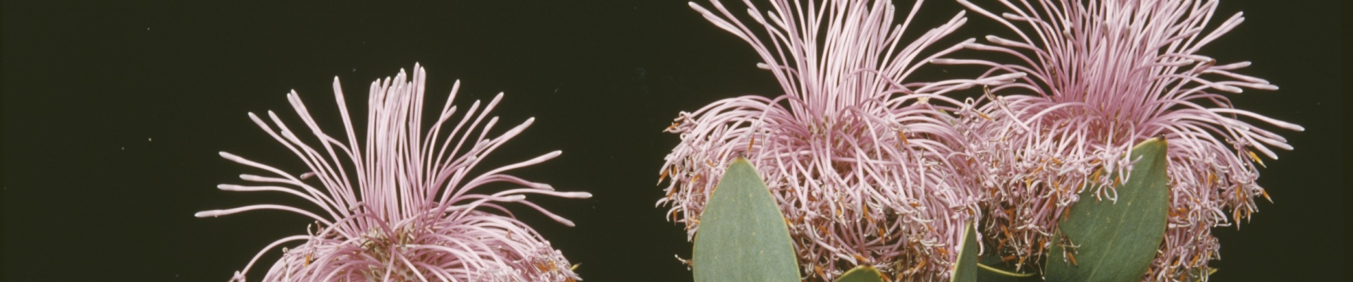 Isopogon latifolius Stirling Range October 1956