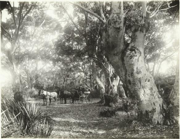 On the way to the caves Albany
