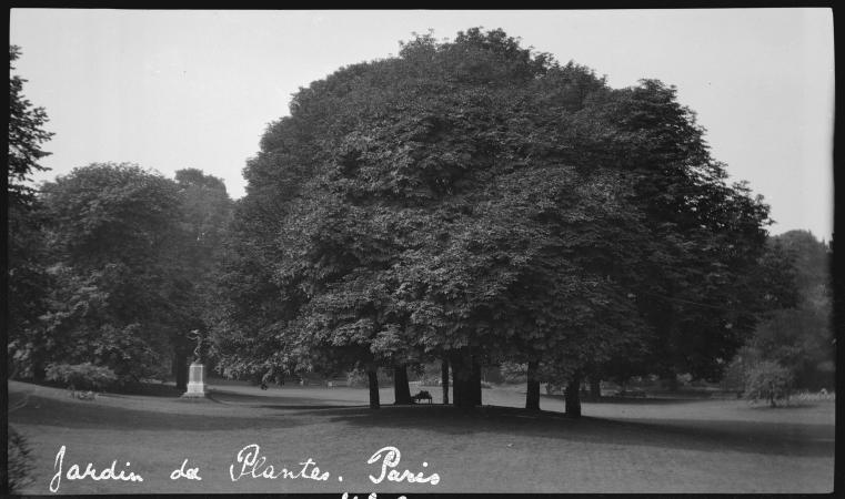Garden of plants around 1921