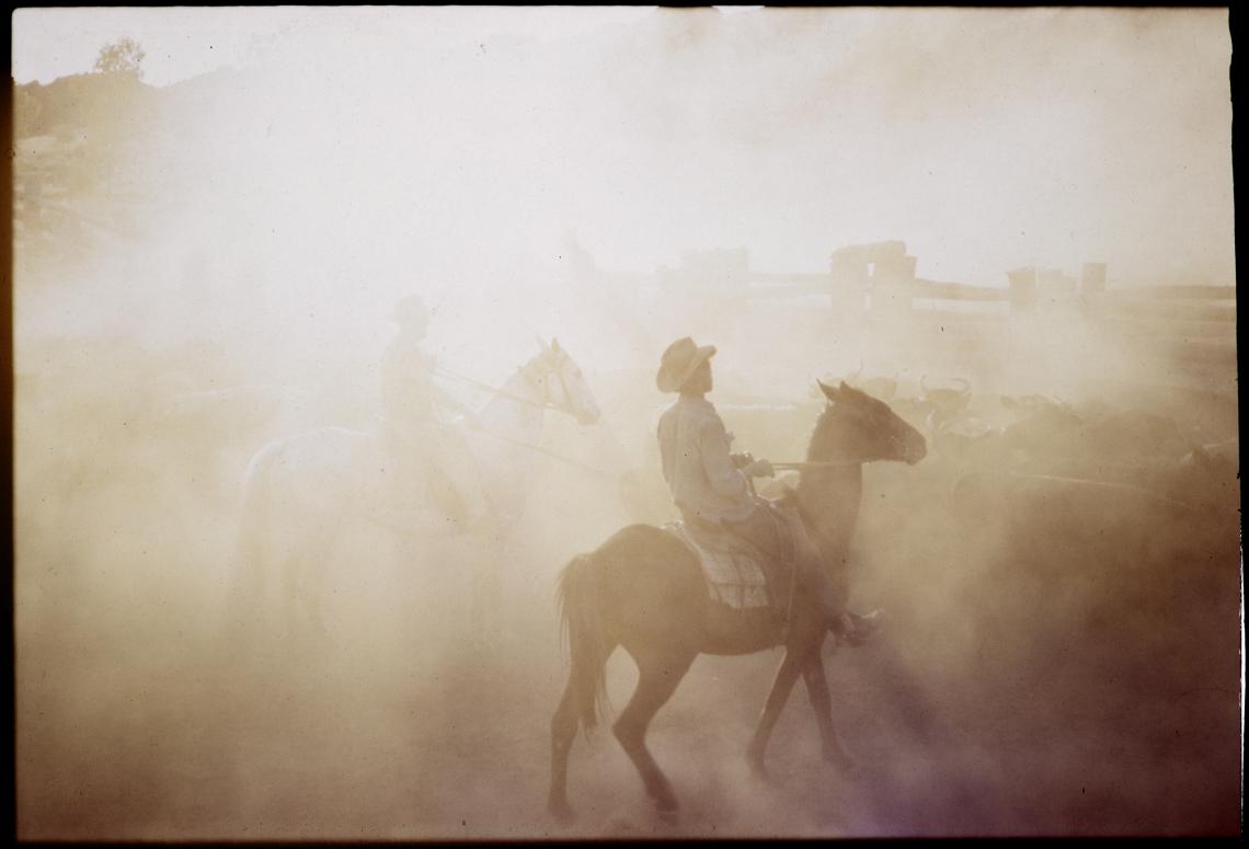 Mustering cattle on Fossil Downs Station 1969