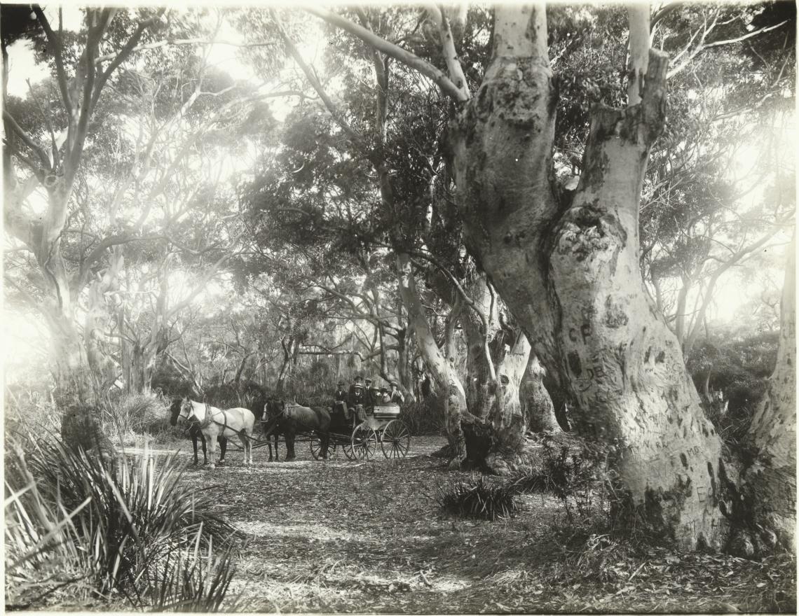 On the way to the caves Albany