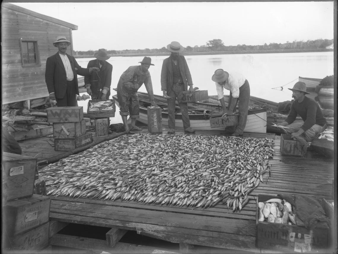 A good haul of garfish at Mandurah1913
