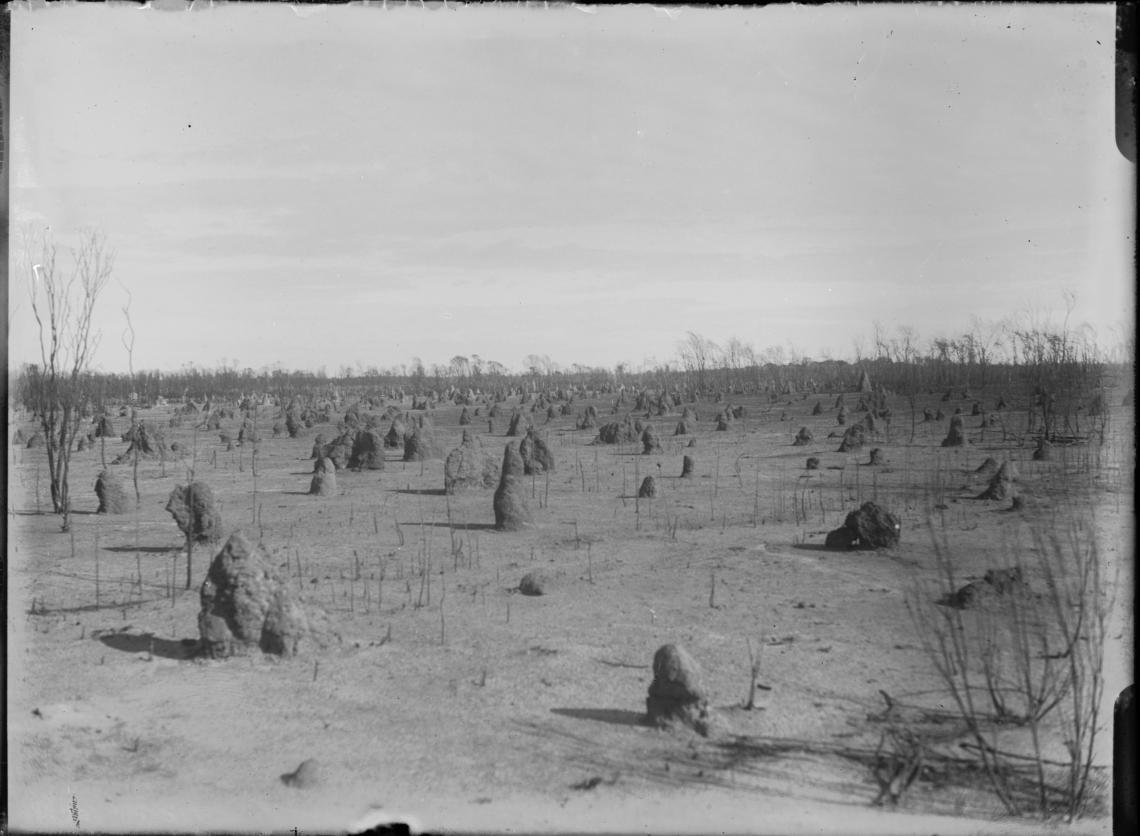Termite nests white ant hills on the Wongan Hills Mullewa Road 1920