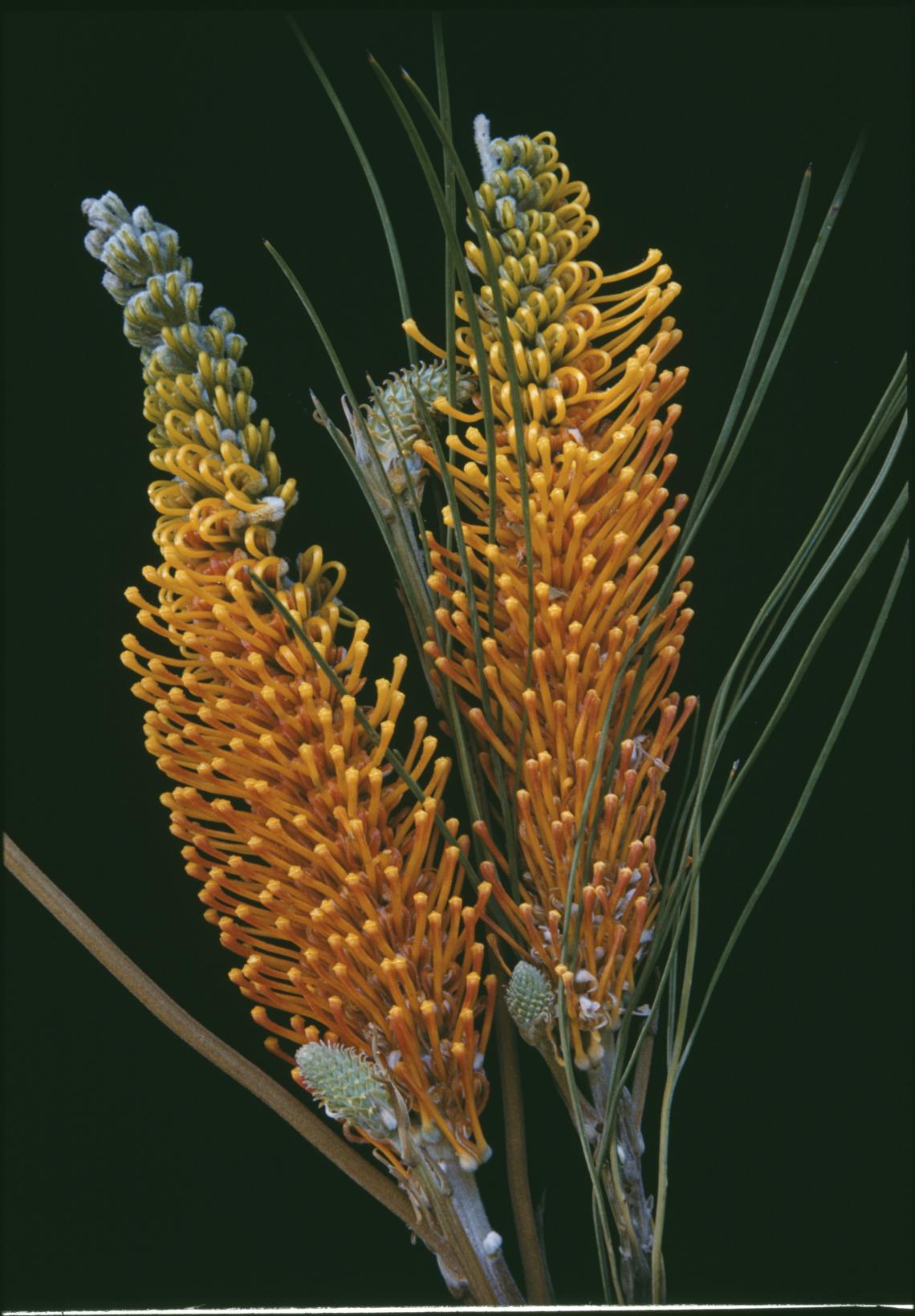 Grevillea excelsior Wongan Hills September 1958