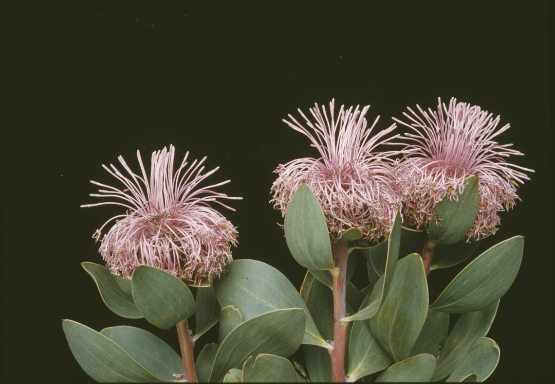 Isopogon latifolius Stirling Range October 1956