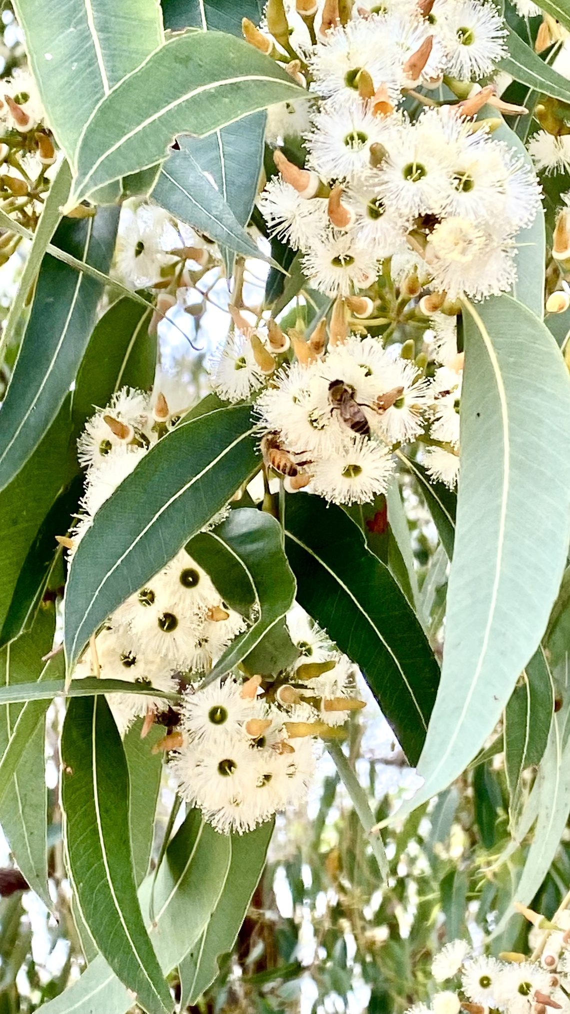 Jarral Jarrah Eucalyptus marginata Sm subsp Marginata at Walliabup Bibra Lake Western Australia 
